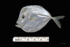 Juvenile Selene setapinnis, moonfish, SEAMAP collections